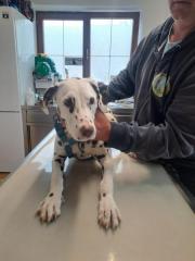 Fundtier Tier-ID 39884