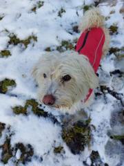 Fundtier Tier-ID 39418