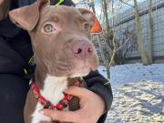 Fundtier Tier-ID 39078