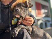 Fundtier Tier-ID 39079