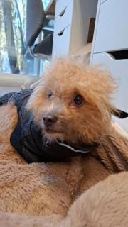 Fundtier Tier-ID 39223