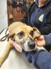 Fundtier Tier-ID 39243