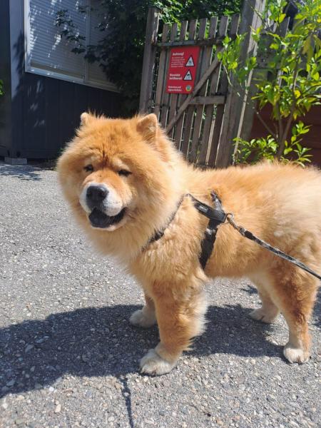 Chow Chow