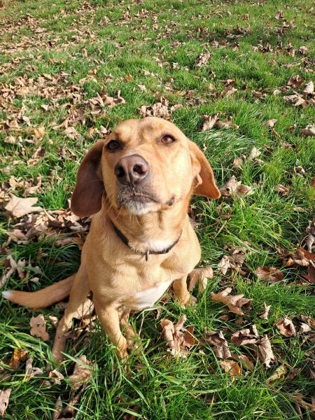 Labrador Retriever-Mischling