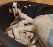 Fundtier Tier-ID 39582