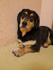 Fundtier Tier-ID 39583