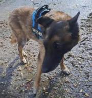 Fundtier Tier-ID 39765