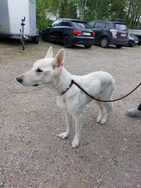 Schäferhund
