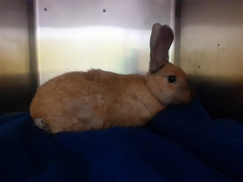 Kaninchen