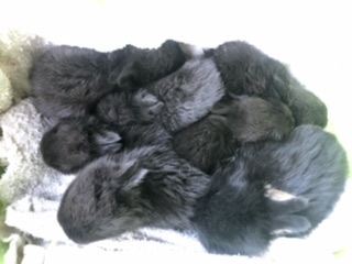 Fundtier Tier-ID 22071