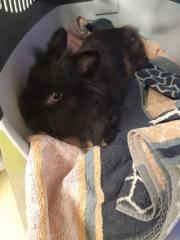 Fundtier Tier-ID 22438