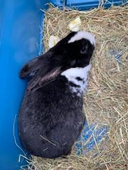 Fundtier Tier-ID 23910