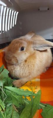 Fundtier Tier-ID 23173