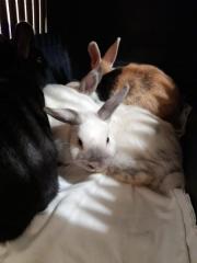 Fundtier Tier-ID 23619