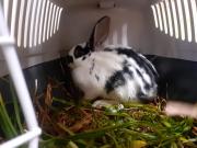 Fundtier Tier-ID 21212