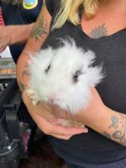 Fundtier Tier-ID 21778