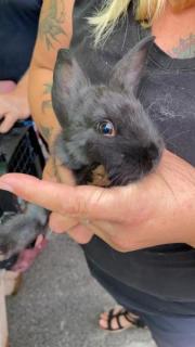 Fundtier Tier-ID 21755