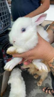 Fundtier Tier-ID 21754