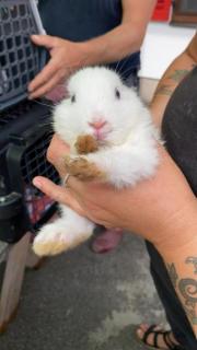 Fundtier Tier-ID 21753