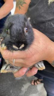 Fundtier Tier-ID 21752