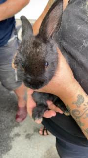 Fundtier Tier-ID 21740