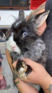 Fundtier Tier-ID 21767