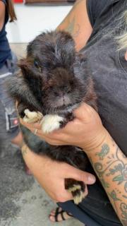 Fundtier Tier-ID 21766