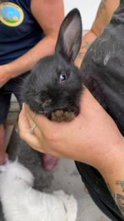 Fundtier Tier-ID 21751