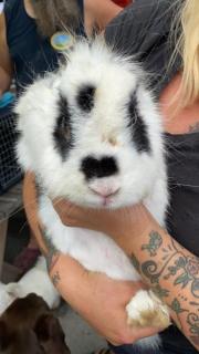 Fundtier Tier-ID 21764