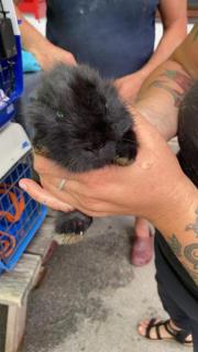 Fundtier Tier-ID 21759