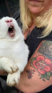 Fundtier Tier-ID 21762