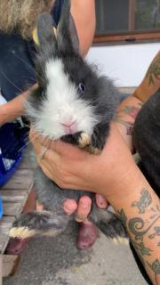 Fundtier Tier-ID 21747