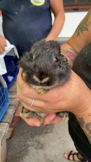 Fundtier Tier-ID 21737