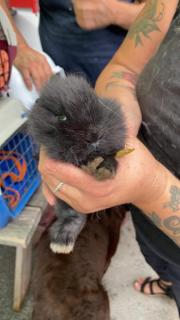 Fundtier Tier-ID 21738