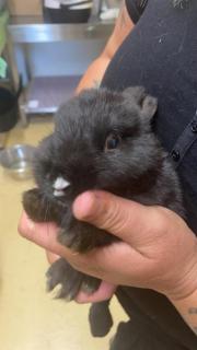 Fundtier Tier-ID 21745