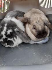 Fundtier Tier-ID 23796