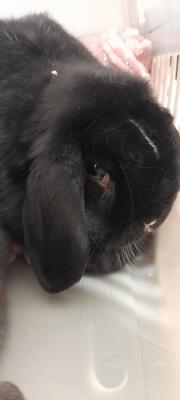 Fundtier Tier-ID 23449