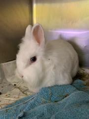 Fundtier Tier-ID 22636