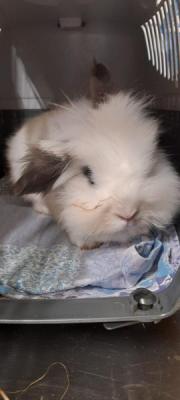 Fundtier Tier-ID 22841