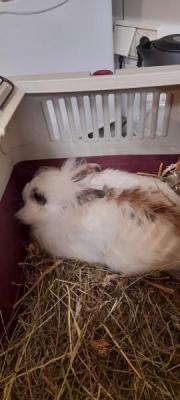 Fundtier Tier-ID 22842