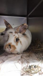 Fundtier Tier-ID 23446