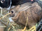 Fundtier Tier-ID 23921