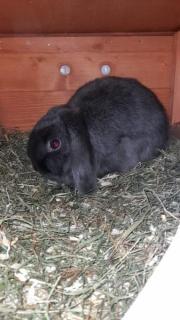 Fundtier Tier-ID 23598