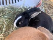 Fundtier Tier-ID 23923