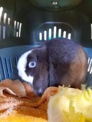 Fundtier Tier-ID 23793