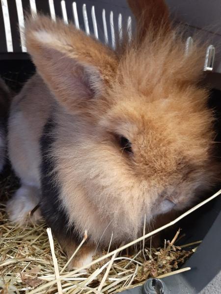 Kaninchen