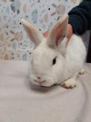 Fundtier Tier-ID 27188