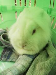 Fundtier Tier-ID 24739