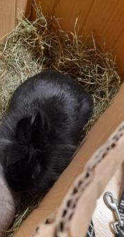 Fundtier Tier-ID 24495