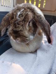 Fundtier Tier-ID 25863